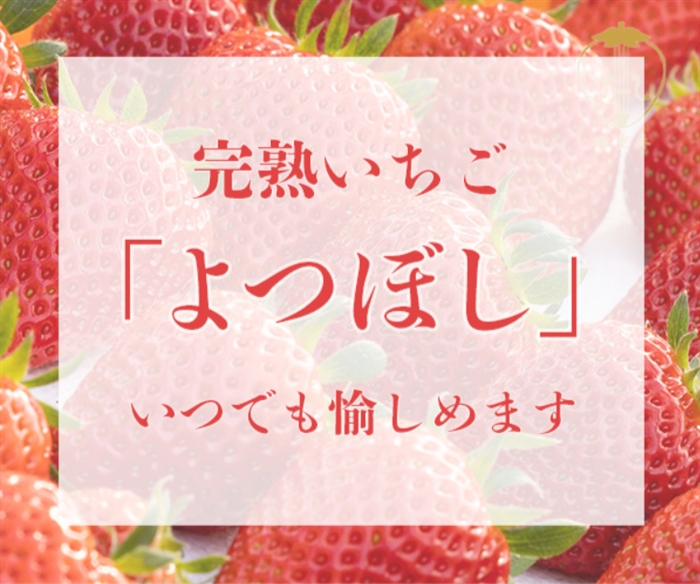 希少品種のいちご「よつぼし」販売の【丸進ファーム】